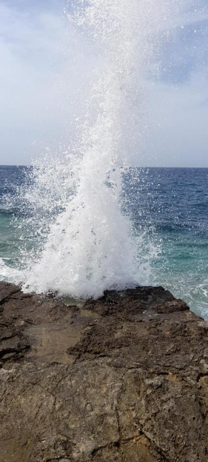 Bevanda بولا المظهر الخارجي الصورة
